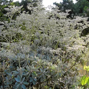 Eriogonum giganteum along Mission Canyon Rd