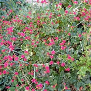 Eriogonum grande var. rubescens
