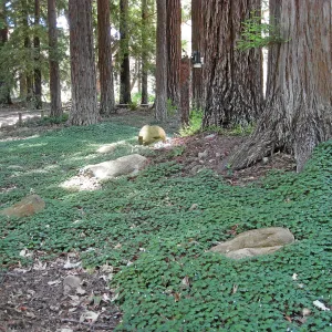 Redwood sorrel regeneration after installaton of new irrigation