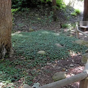 Redwood sorrel regeneration after installaton of new irrigation