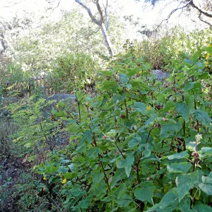Post fire neglect near picnic area on Campbell Trail