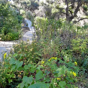 Post fire neglect near picnic area on Campbell Trail