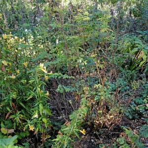 Post fire neglect near picnic area on Campbell Trail
