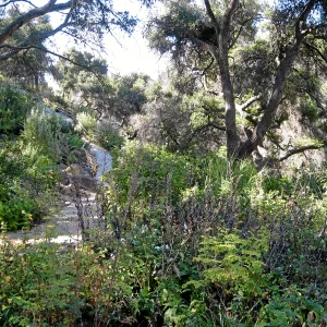 Post fire neglect near picnic area on Campbell Trail