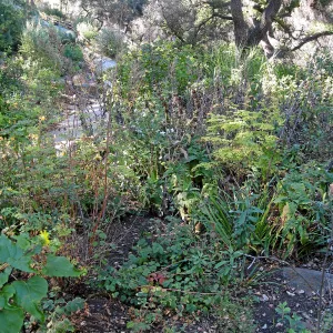 Post fire neglect near picnic area on Campbell Trail