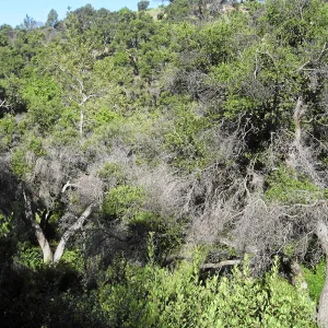 Dead branches on oaks in the canyon post fire