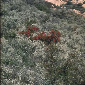 Toyon in Bigpod, Tunnel Trail, Santa Barbara, Santa Ynez Mountains, chaparral