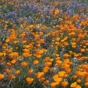 poppies and Lupinus nanus in bloom, wildflowers, Figueroa