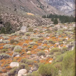 Great Basin vegetation, Pine Road