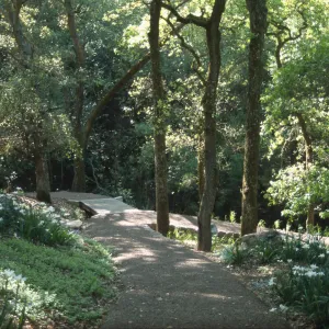 Quercus lobata and irises