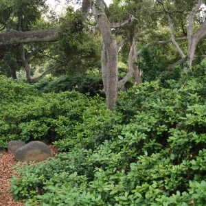Frangula californica â€˜Eve Case' with oaks. Landscape design by Sydney Baumgartner