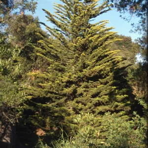 yellow-tipped Monterey cypress, Arroyo section, SBBG