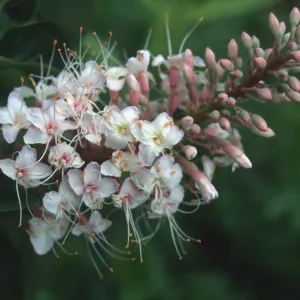 Aesculus inflorescence, flowers