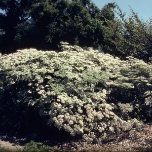 Eriogonum giganteum