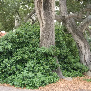 Rhamnus cv. Eve Case with oaks, Bryant