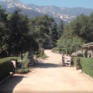 SBBG Courtyard with mountain view, Rhus integrifolia hedge