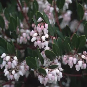 Arctostaphylos (Manzanita) flowers, RSA