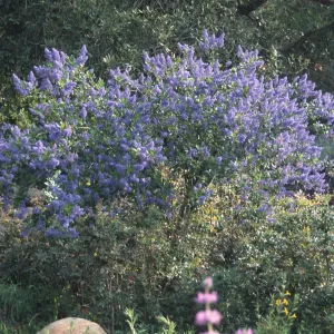 Ceanothus cv. Gentian Plume, SBBG Meadow