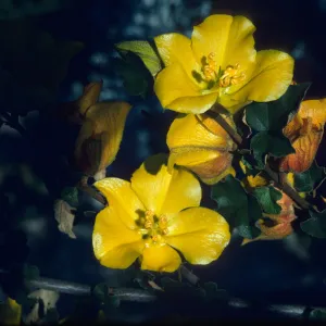 Fremontodendron cv. Pacific Sunset flowers