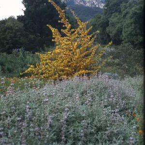Fremontodendron (Flannelbush) cv. California Glory and Salvia leucophylla (Purple Sage) cv. in bloom, Porter Trail, SBBG, view to La Cumbre Peak