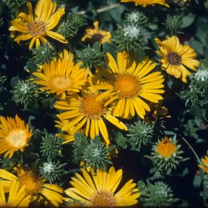 Grindelia stricta venulosa flowers