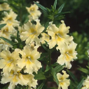 Mimulus cv., SBBG Meadow
