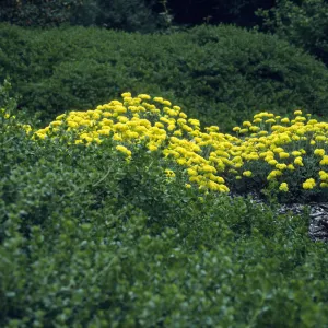 Solidago californica with Eriogonum umbellatum, SBBG lower Meadow, Ground Cover Display