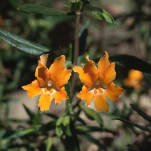 Mimulus aurantiacus