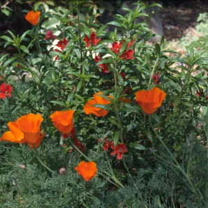 Mimulus blooming with Eschscholzia flowers, SBBG Manzanita section