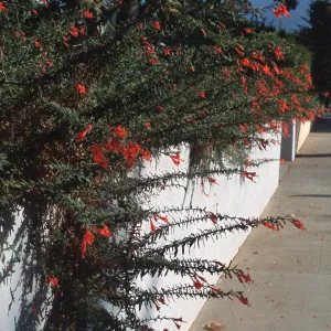 Epilobium canum cascading over white wall