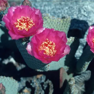 Opuntia basilaris flowers, Anza-Borrego