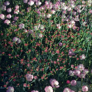 Clarkia and Eriogonum (Wild buckwheat) in bloom, SBBG Meadow View
