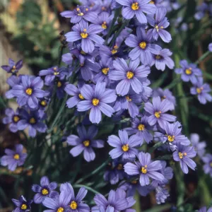 Sisyrinchium bellum flowers , SBBG