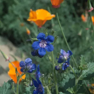 Phacelia viscida flowers with poppies, SBBG Meadow