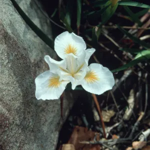 PCH Iris cv. Canyon Snow