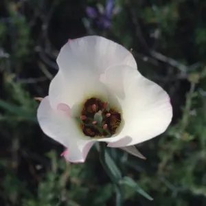 calochortus catalinae, Figueroa