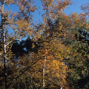 Platanus, fall color, Mission Creek