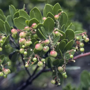 Arctostaphylos (Manzanita) fruits