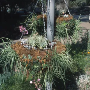 hanging succulent baskets, SBBG Entrance 