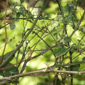 Solanum in the Canyon, SBBG Community Free Day