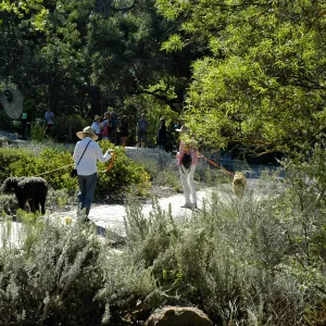 people, dogs on leash, Lower Meadow, SBBG Community Free Day, October 16 2011