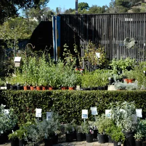 Garden Growers Nursery, Fall Plant Sale 2011