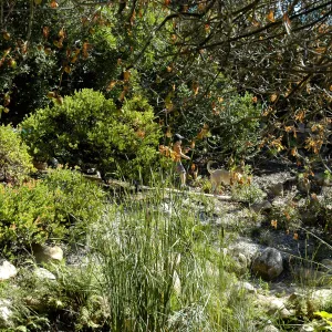 Aesculus californica in fruit, Arroyo Section, boy walking dog on leash, SBBG Community Free Day