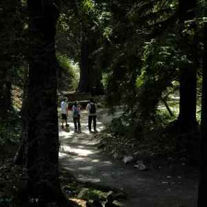 Docent tour in the Redwood Section, Community Free Day, October 2011