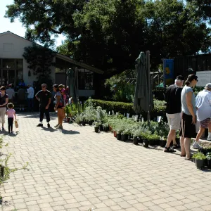visitors in the Courtyard, Fall Plant Sale, Community Free Day, October 2011