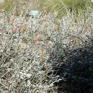 hummingbird, SBBG Ground Cover Display, Lower Meadow