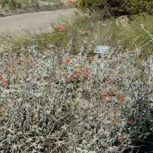hummingbird, SBBG Ground Cover Display, Lower Meadow
