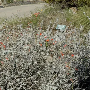 hummingbird, SBBG Ground Cover Display, Lower Meadow