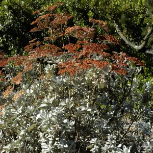 Eriogonum giganteum with fall inflorescences, SBBG planting along Mission Canyon Road