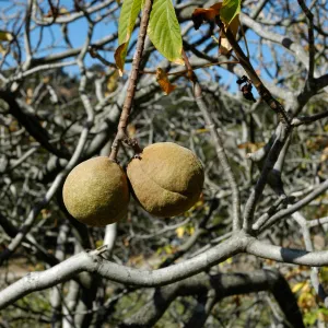 Aesculus californica fruits in autumn